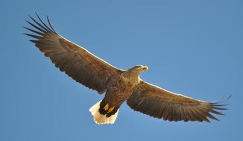 sea eagle4